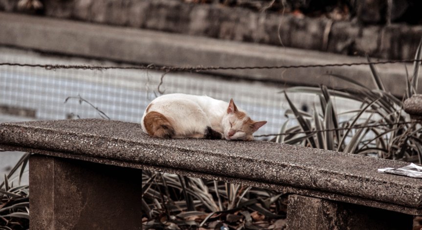 Въпреки карантината: Мадрид отваря паркове, за да спаси гладуващи котки