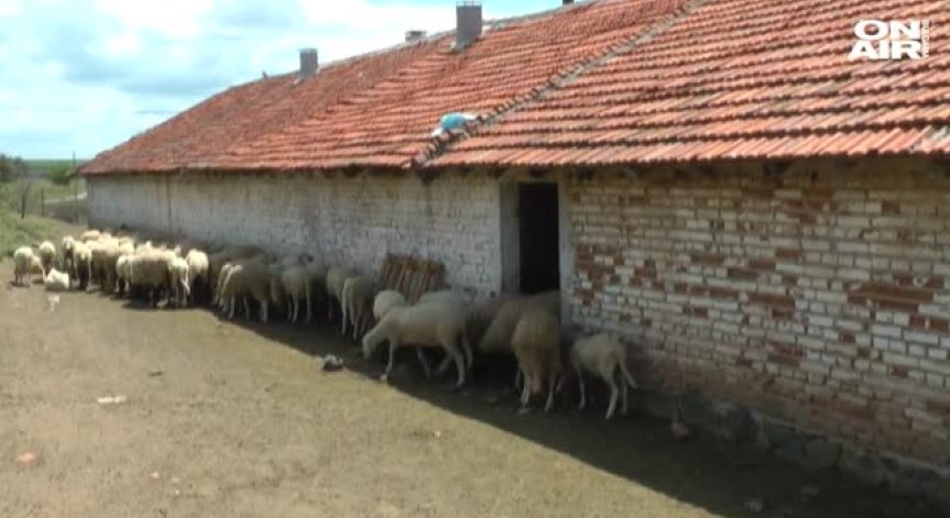 Ямболските фермери: Втора проба от животните няма да взимате! 