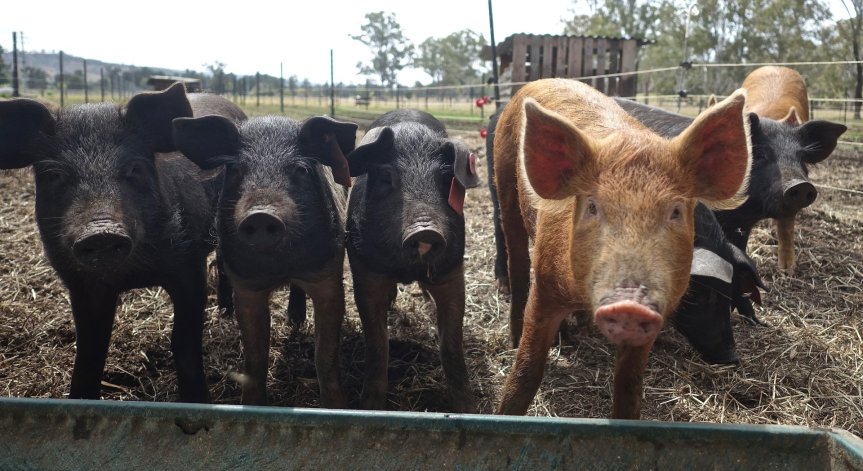 Китай обеща да не внася повече месо, но първо ще изкупи световните запаси