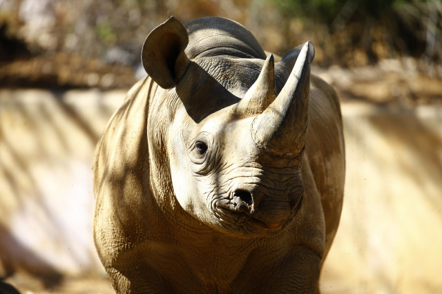 rhino