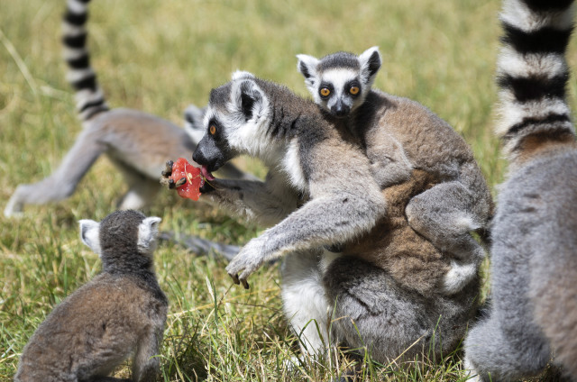 lemurs