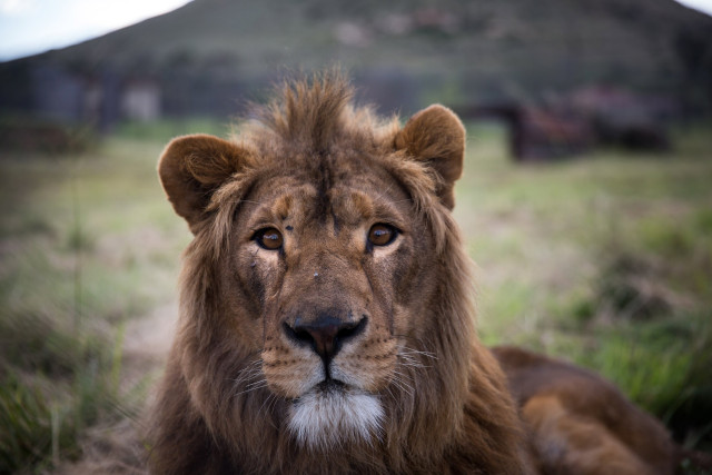 lion